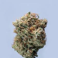 Regular Autoflower Seeds USA A Comprehensive Guide to Cultivation