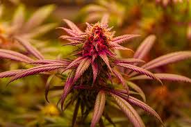 Exploring Chiquita Banana Strain A Tropical Treat for Cannabis Enthusiasts Exploring Chiquita Banana Strain A Tropical Treat for Cannabis Enthusiasts