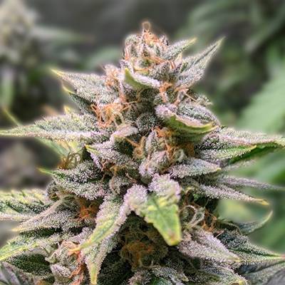 Exploring Chiquita Banana Strain A Tropical Treat for Cannabis Enthusiasts Exploring Chiquita Banana Strain A Tropical Treat for Cannabis Enthusiasts